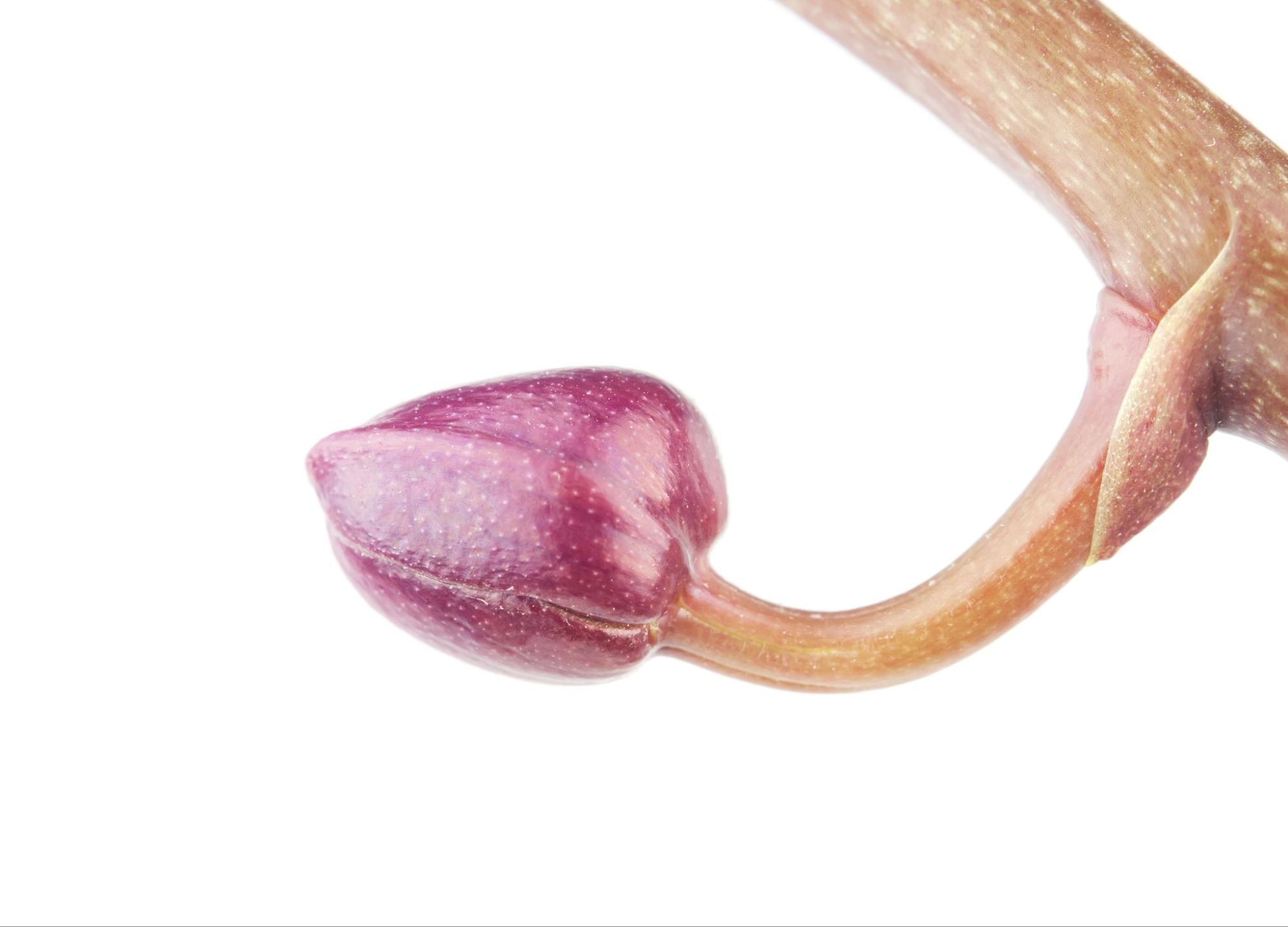 purple orchard flower bud