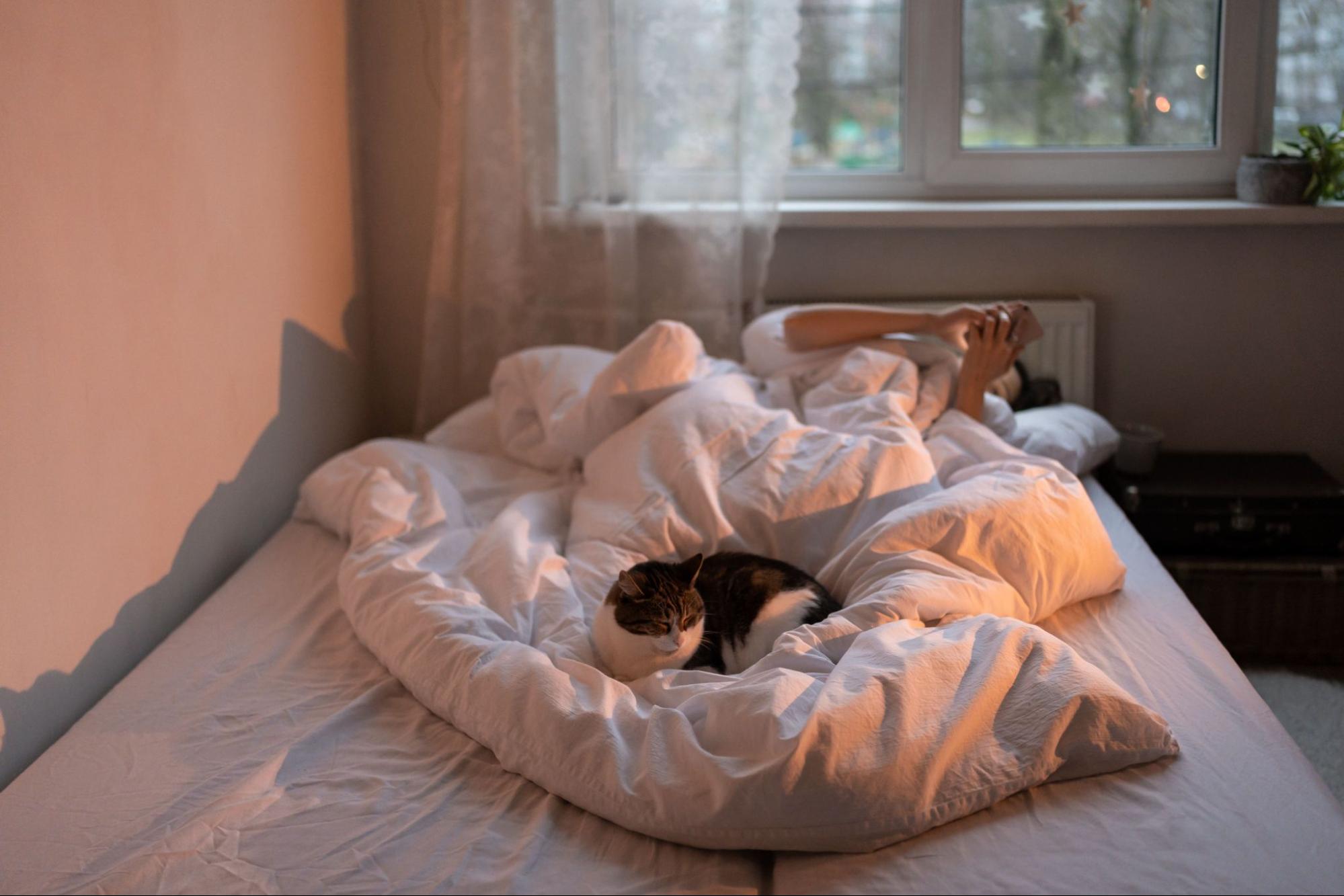 woman scrolling phone in bed with cat in winter